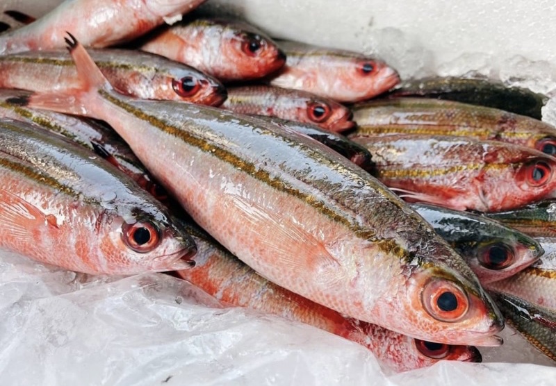 澎湖野生烏尾鮗